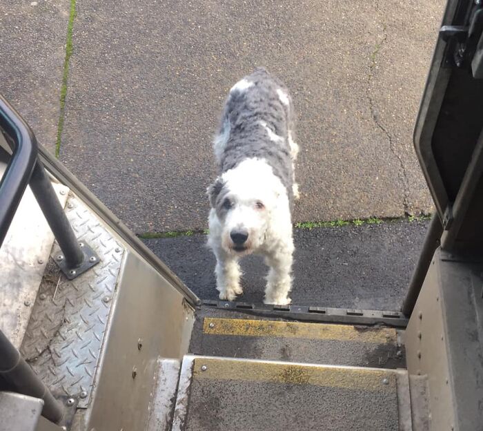 UPS-Delivery-Driver-Dogs-Scott-Hodges