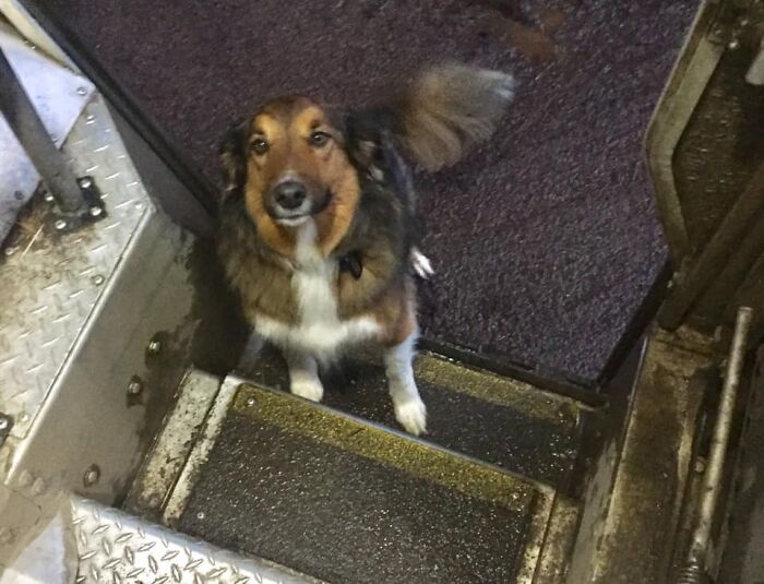 UPS-Delivery-Driver-Dogs-Scott-Hodges