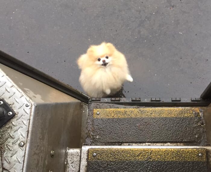 UPS-Delivery-Driver-Dogs-Scott-Hodges