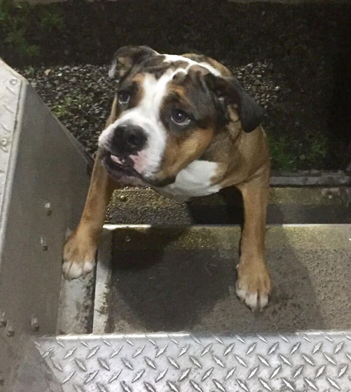 UPS-Delivery-Driver-Dogs-Scott-Hodges