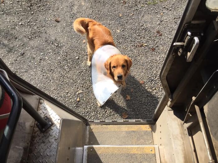 UPS-Delivery-Driver-Dogs-Scott-Hodges