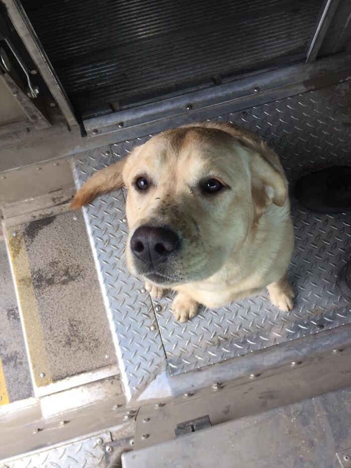 UPS-Delivery-Driver-Dogs-Scott-Hodges