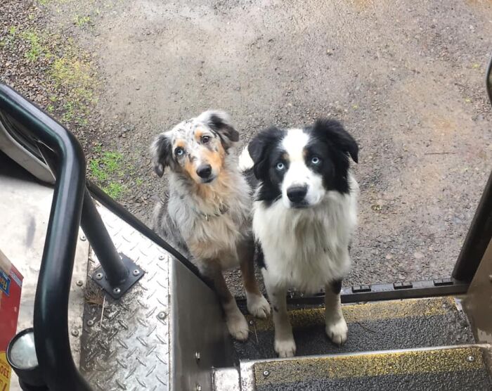 UPS-Delivery-Driver-Dogs-Scott-Hodges