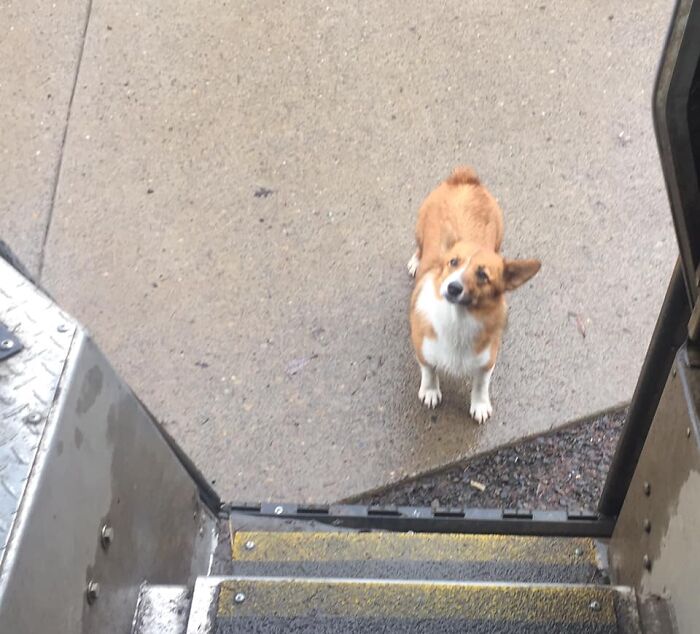 UPS-Delivery-Driver-Dogs-Scott-Hodges