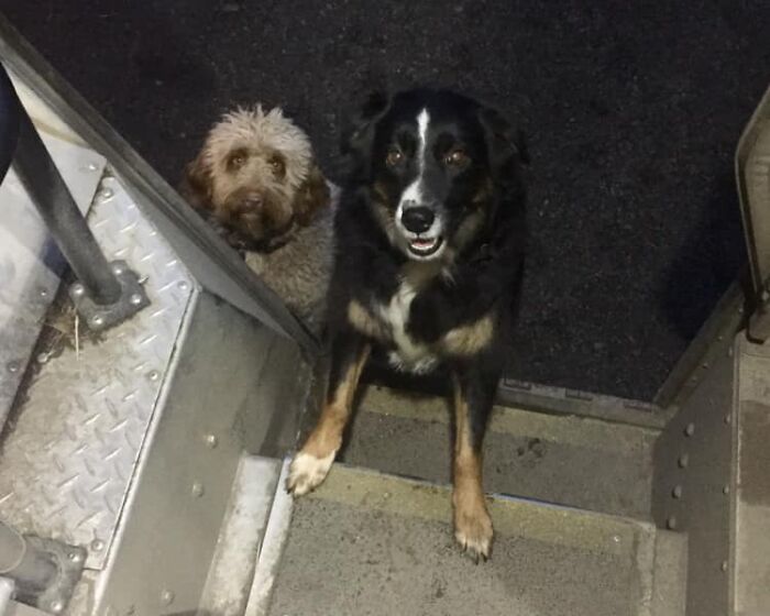 UPS-Delivery-Driver-Dogs-Scott-Hodges