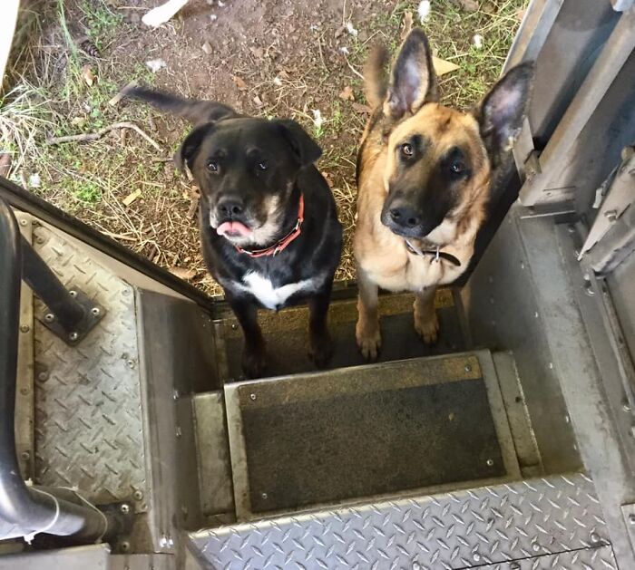 UPS-Delivery-Driver-Dogs-Scott-Hodges