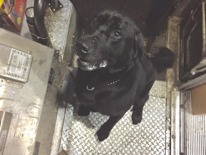 UPS-Delivery-Driver-Dogs-Scott-Hodges