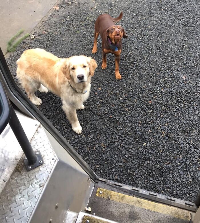 UPS-Delivery-Driver-Dogs-Scott-Hodges