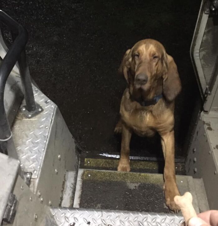 UPS-Delivery-Driver-Dogs-Scott-Hodges