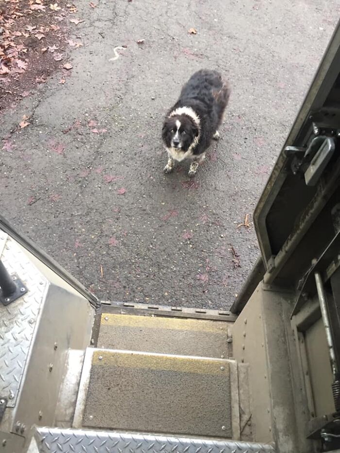 UPS-Delivery-Driver-Dogs-Scott-Hodges