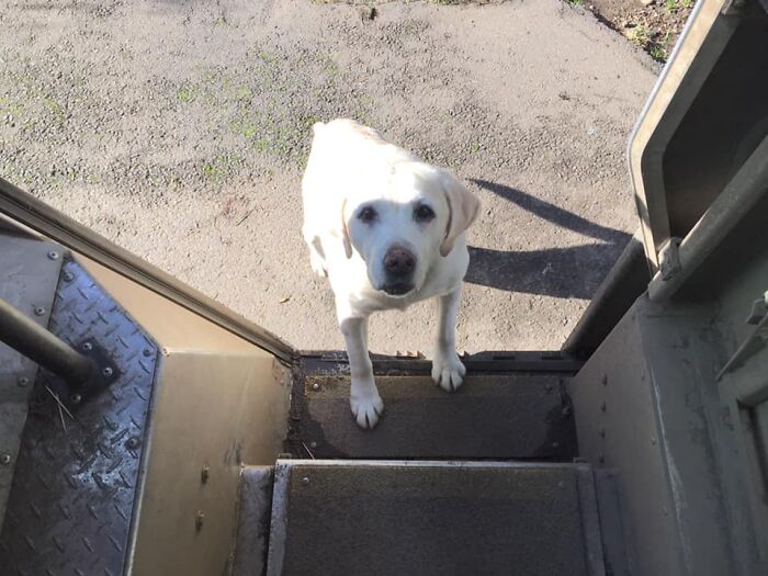 UPS-Delivery-Driver-Dogs-Scott-Hodges