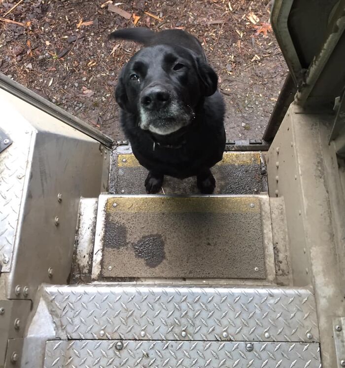 UPS-Delivery-Driver-Dogs-Scott-Hodges