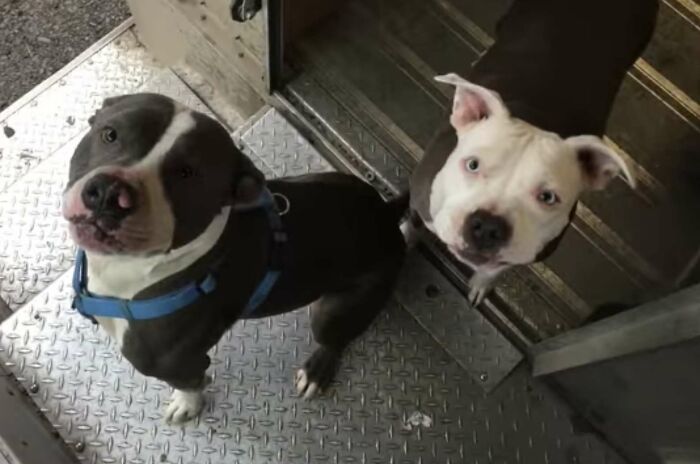 UPS-Delivery-Driver-Dogs-Scott-Hodges