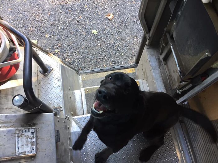 UPS-Delivery-Driver-Dogs-Scott-Hodges