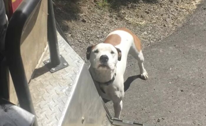 UPS-Delivery-Driver-Dogs-Scott-Hodges