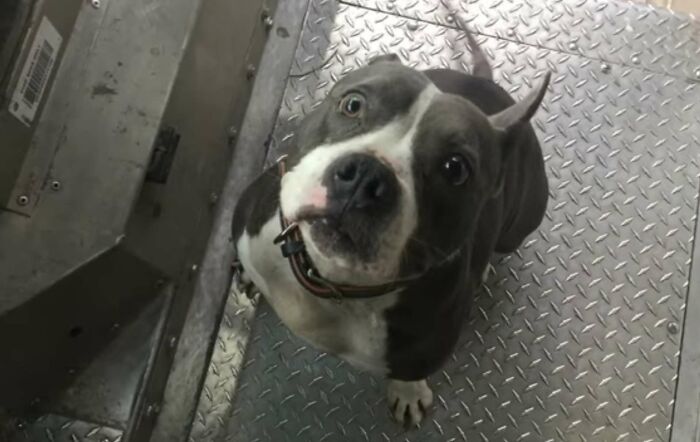 UPS-Delivery-Driver-Dogs-Scott-Hodges