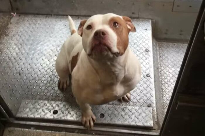 UPS-Delivery-Driver-Dogs-Scott-Hodges