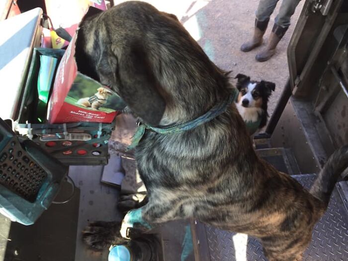 UPS-Delivery-Driver-Dogs-Scott-Hodges