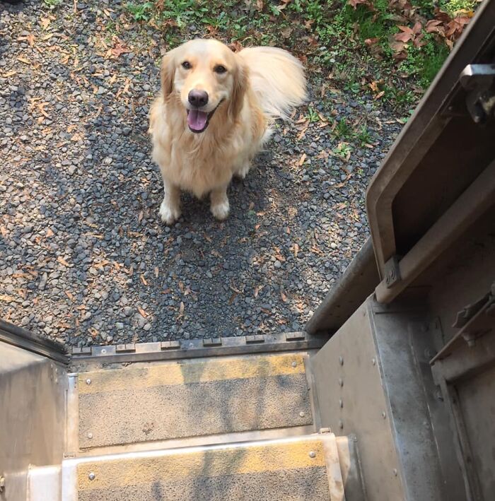 UPS-Delivery-Driver-Dogs-Scott-Hodges