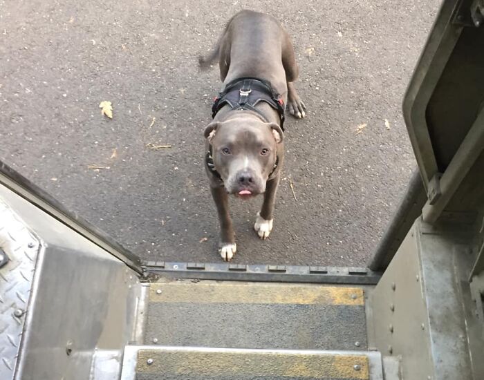 UPS-Delivery-Driver-Dogs-Scott-Hodges