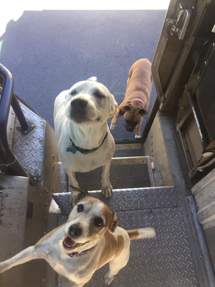UPS-Delivery-Driver-Dogs-Scott-Hodges
