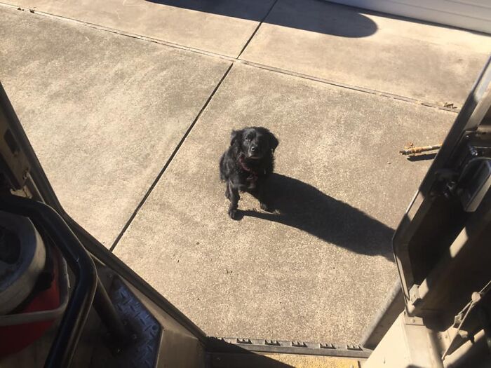 UPS-Delivery-Driver-Dogs-Scott-Hodges