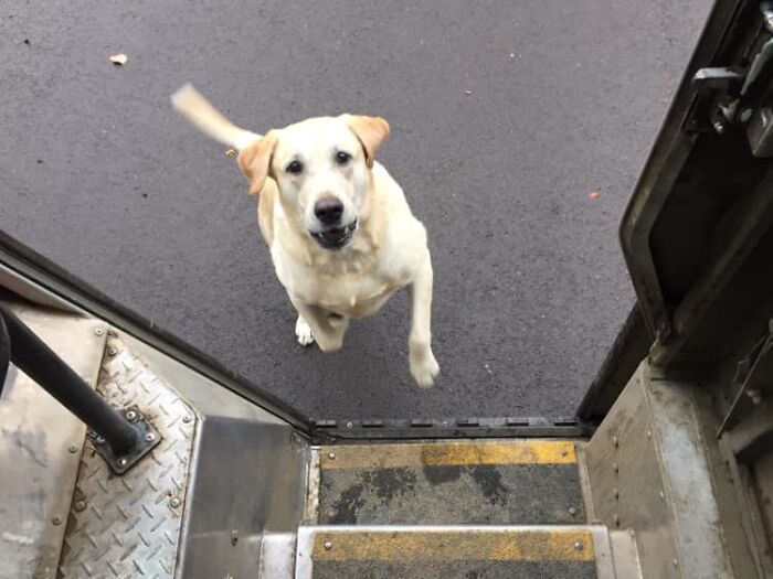 UPS-Delivery-Driver-Dogs-Scott-Hodges