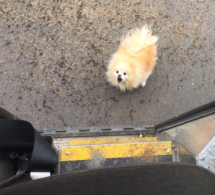 UPS-Delivery-Driver-Dogs-Scott-Hodges