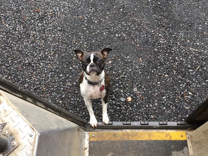 UPS-Delivery-Driver-Dogs-Scott-Hodges