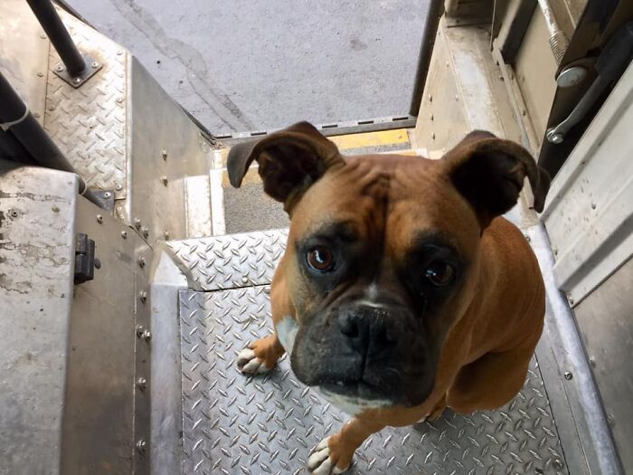 UPS-Delivery-Driver-Dogs-Scott-Hodges