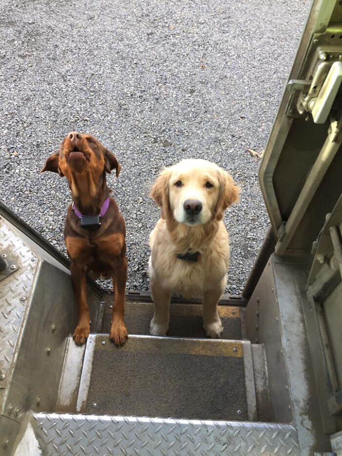 UPS-Delivery-Driver-Dogs-Scott-Hodges