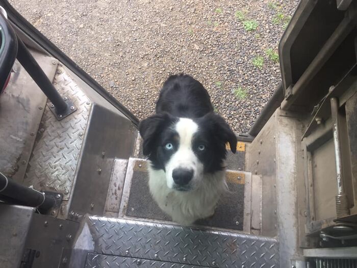 UPS-Delivery-Driver-Dogs-Scott-Hodges