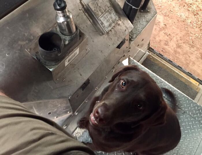 UPS-Delivery-Driver-Dogs-Scott-Hodges