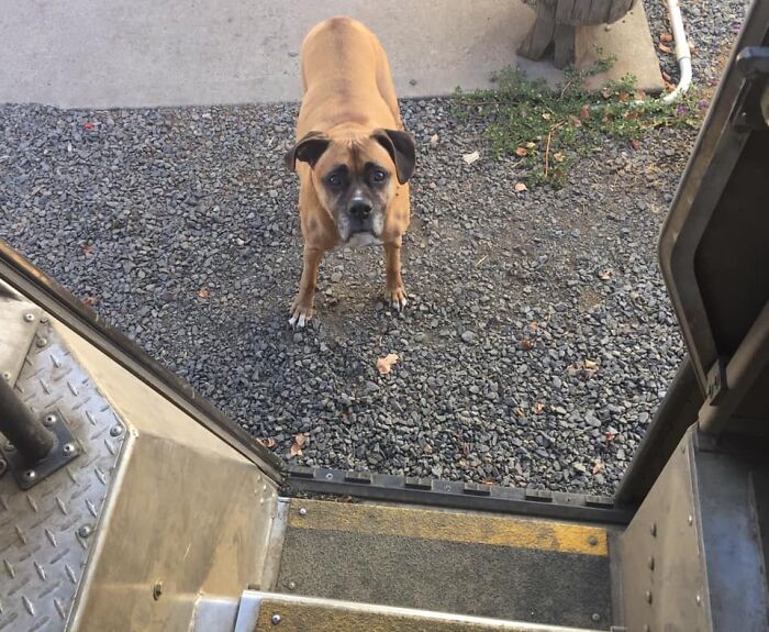 UPS-Delivery-Driver-Dogs-Scott-Hodges