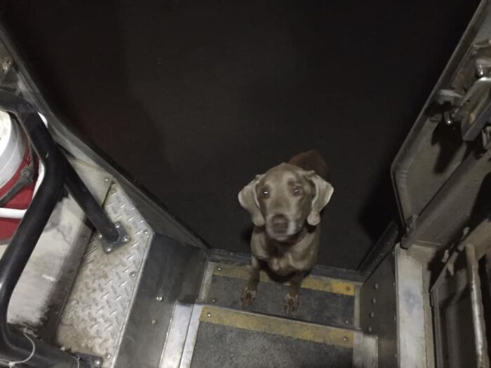 UPS-Delivery-Driver-Dogs-Scott-Hodges