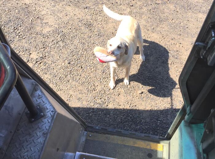 UPS-Delivery-Driver-Dogs-Scott-Hodges