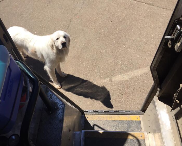 UPS-Delivery-Driver-Dogs-Scott-Hodges