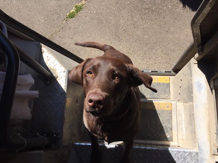 UPS-Delivery-Driver-Dogs-Scott-Hodges