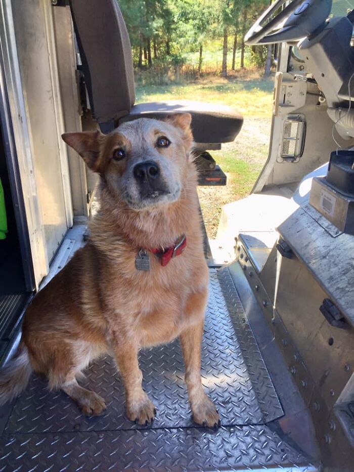 UPS-Delivery-Driver-Dogs-Scott-Hodges