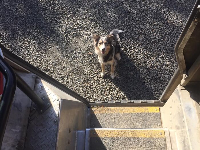 UPS-Delivery-Driver-Dogs-Scott-Hodges