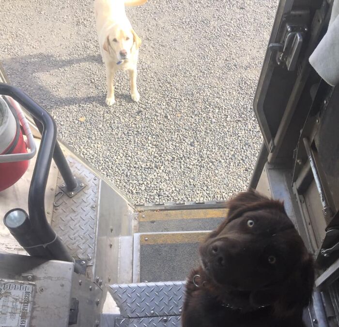 UPS-Delivery-Driver-Dogs-Scott-Hodges