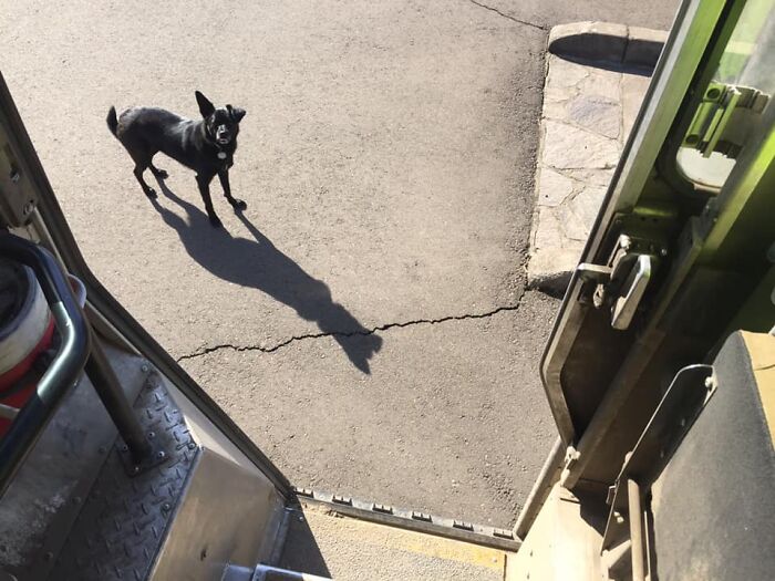 UPS-Delivery-Driver-Dogs-Scott-Hodges