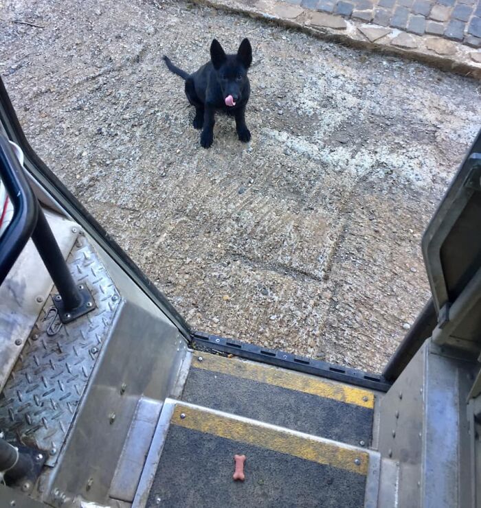 UPS-Delivery-Driver-Dogs-Scott-Hodges