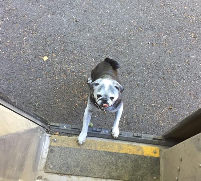 UPS-Delivery-Driver-Dogs-Scott-Hodges