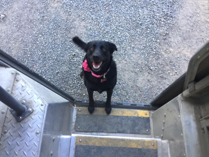 UPS-Delivery-Driver-Dogs-Scott-Hodges