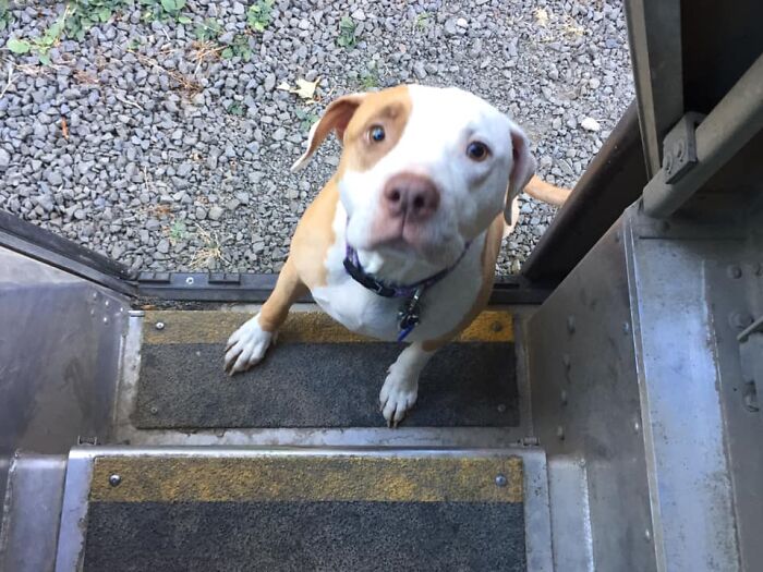 UPS-Delivery-Driver-Dogs-Scott-Hodges