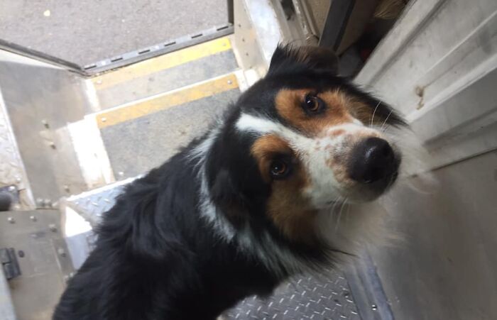 UPS-Delivery-Driver-Dogs-Scott-Hodges