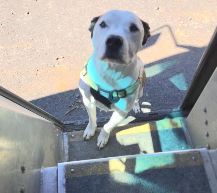 UPS-Delivery-Driver-Dogs-Scott-Hodges