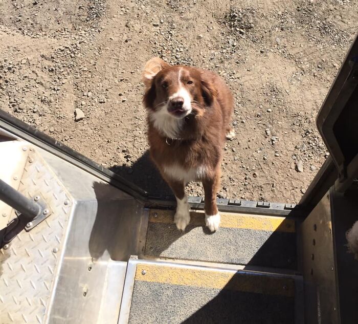 UPS-Delivery-Driver-Dogs-Scott-Hodges