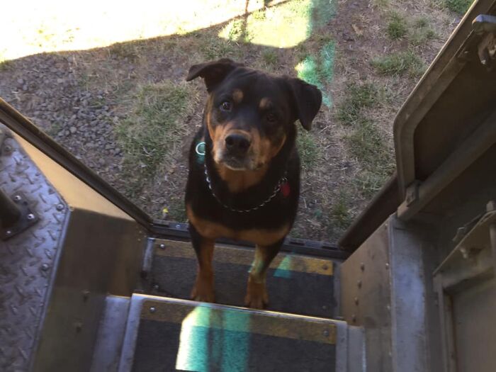 UPS-Delivery-Driver-Dogs-Scott-Hodges